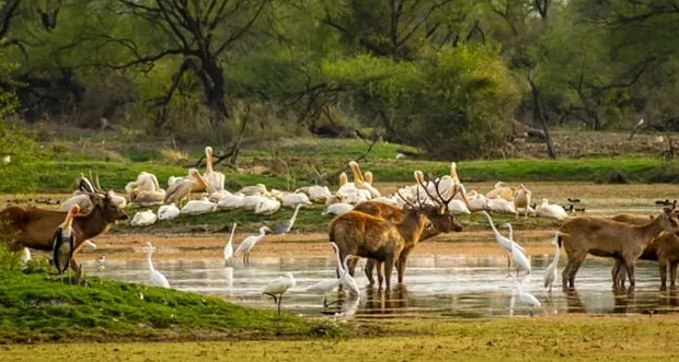 Mount Abu Wildlife Sanctuary